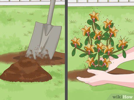 How to Plant Azaleas: 11 Steps (with Pictures) .
